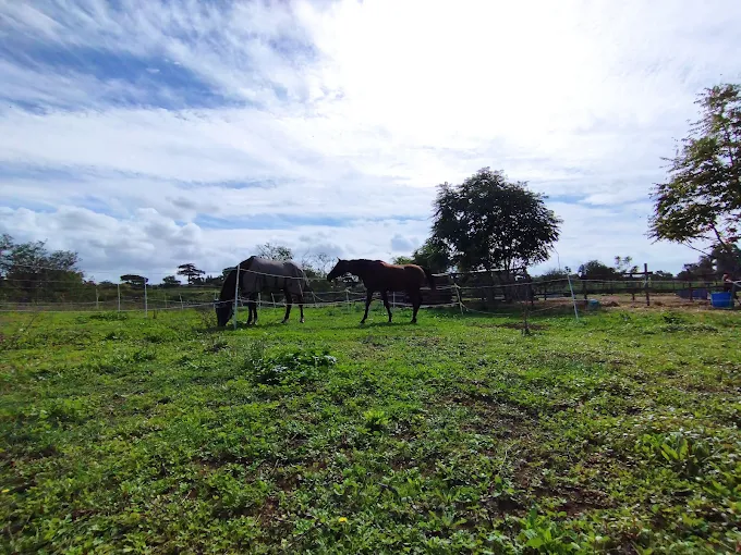 Due cavalli al pascolo nel paddock di Equestrians Academy, tra prato e alberi